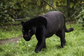Dintr-o grădină zoologică a fost furată o panteră neagră