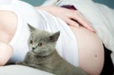 Totul despre toxoplasmoză și de ce trebuie să-ți faci griji dacă ai pisică în casă?