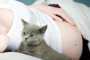 Totul despre toxoplasmoză și de ce trebuie să-ți faci griji dacă ai pisică în casă?