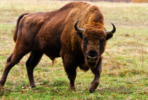 A fost atacată de un bizon, după ce a ieșit cu iubitul său să se plimbe
